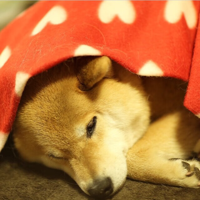 中国青少年篮球技术比赛激烈，培养梯队体系逐步完善，中国青少年篮球训练教学大纲(2013版)