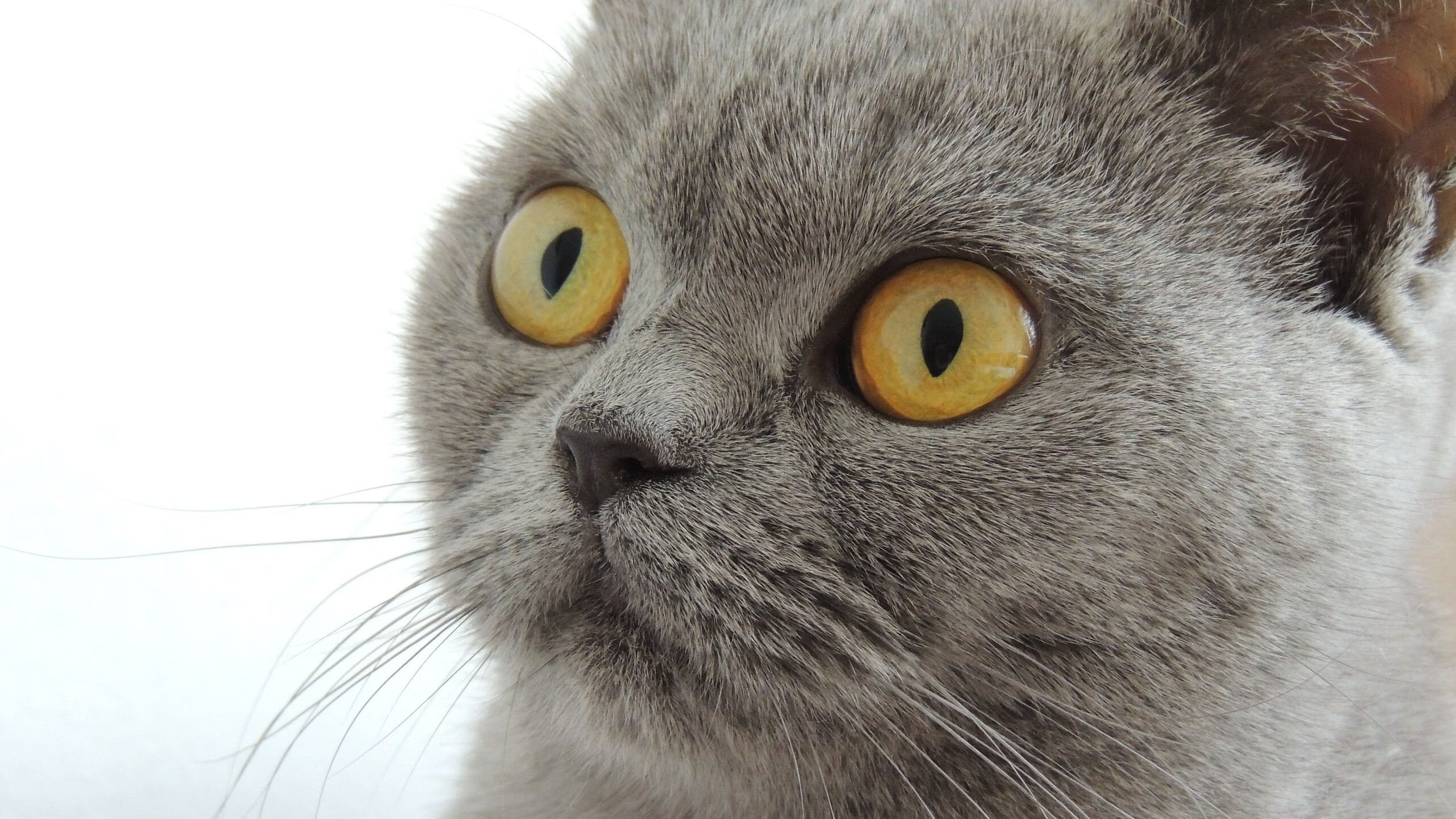 伊朗骑手卡尔·阿里·阿尔达比在巴黎奥运会后成为马术协会主席，推动马术运动发展。